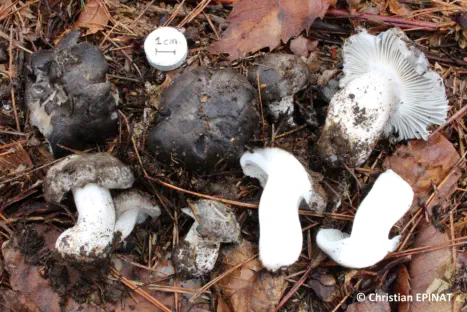 Hygrophorus marzuolus récolté sur la commune de Gravières (07)