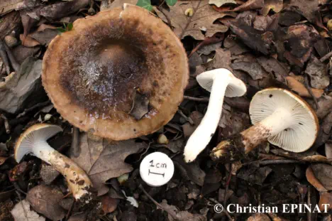 Hygrophorus persoonii (Photo C. Epinat )