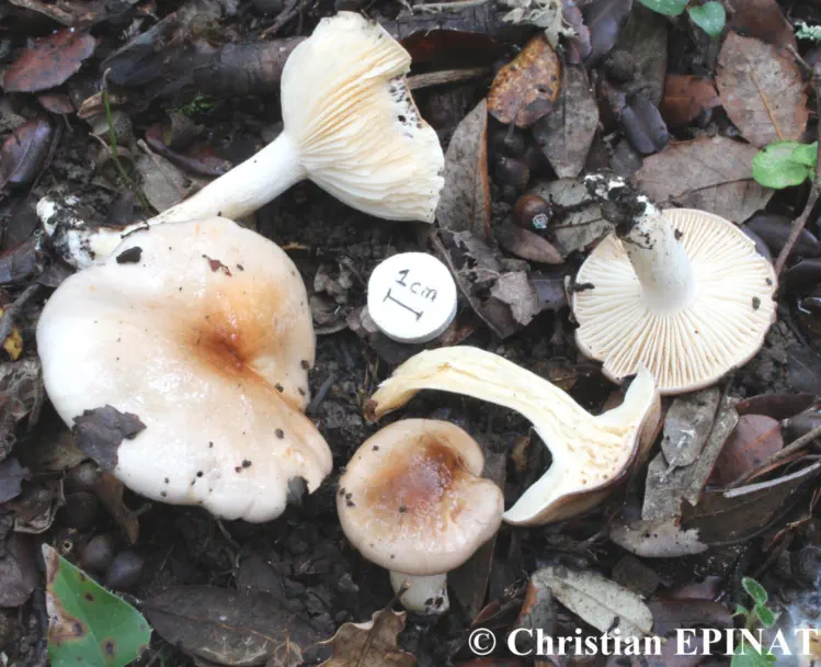 Hygrophorus roseodiscoideus (Hygrophore discoide rose) - Photo C. Epinat