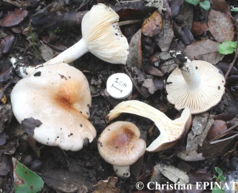 Hygrophorus roseodiscoideus (Hygrophore discoide rose) - Photo C. Epinat