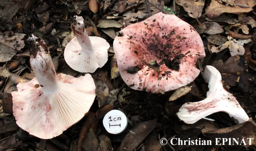 Hygrophorus russula (hygrophore russule) - (Photo C. Epinat )