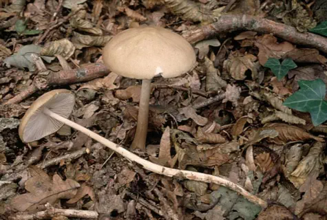 Hymenopellis radicata / Xerula radicata / Oudemansiella radicata (Collybie radicante)