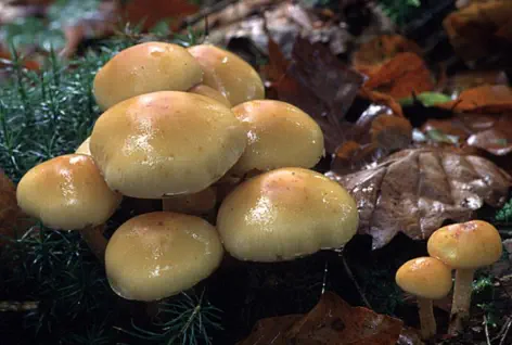 Hypholoma capnoides (hypholome doux)