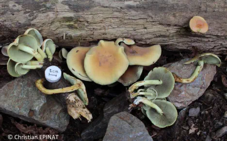 Hypholoma fasciculare récolté sur la commune de Saint Jean du Pin (30)