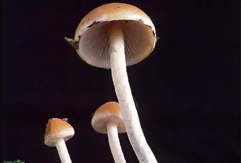Hypholoma marginatum