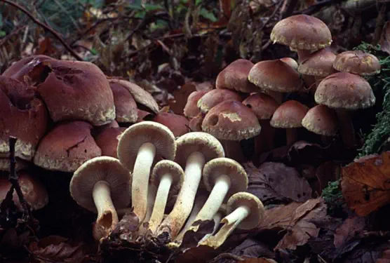 Hypholoma lateritium (hypholome couleur de brique)