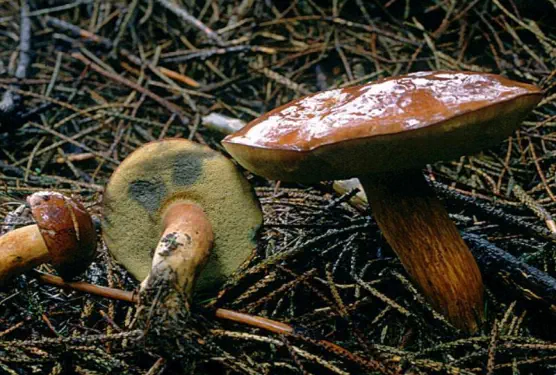 Imleria badia 
