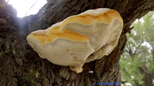 Inocutis tamaricis récolté sur la commune de La Grande Motte (34)
