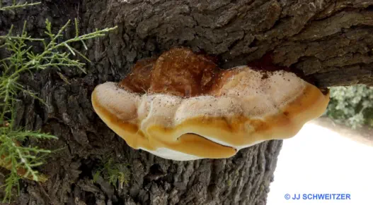 Inocutis tamaricis récolté sur la commune de La Grande Motte (34)