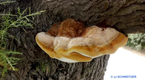 Inocutis tamaricis récolté sur la commune de La Grande Motte (34)