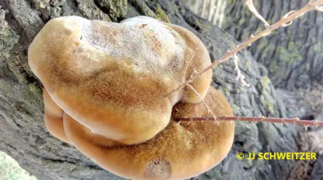 Inocutis tamaricis récolté sur la commune de La Grande Motte (34)