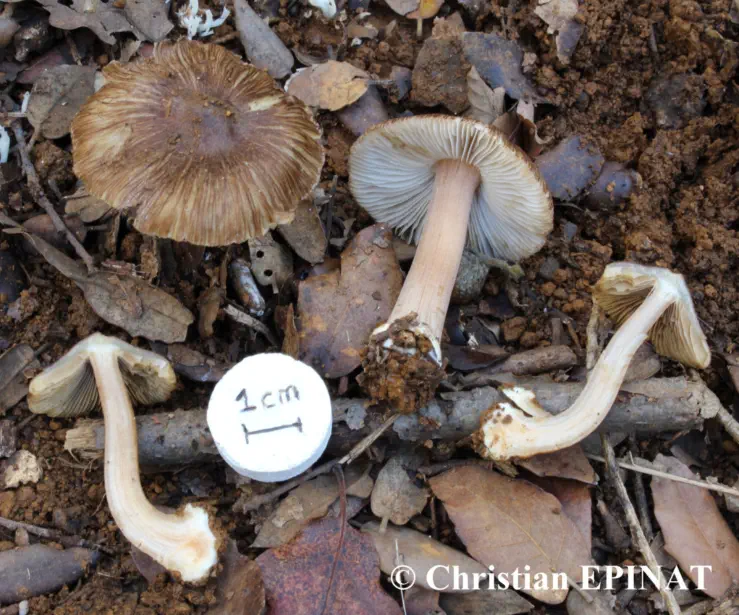 Inocybe asterospora (Inocybe à spores étoilées) - Photo C. Epinat