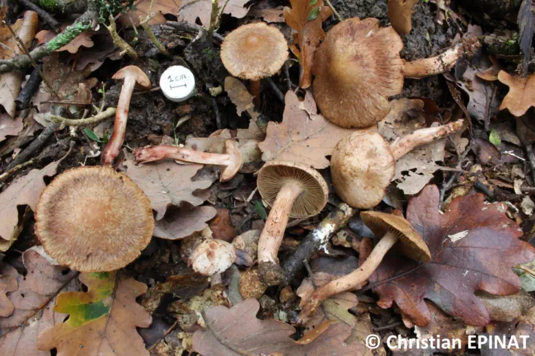Inocybe bongardii récolté sur la commune de Lussan (30)