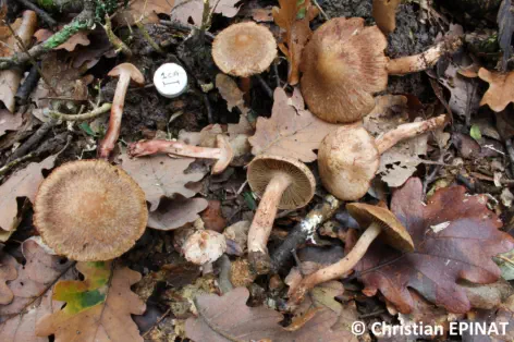 Inocybe bongardii récolté sur la commune de Lussan (30)