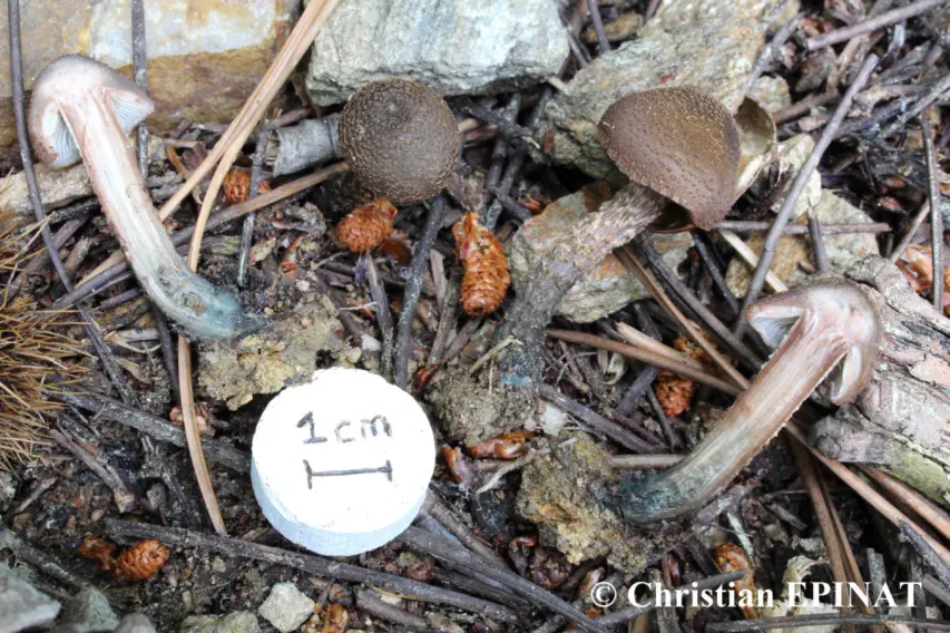 Inocybe calamistrata, récolté sur la commune de Lamelouze (30)