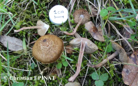  Inocybe cervicolor (Inocybe couleur de cerf) - Photo C. Epinat 