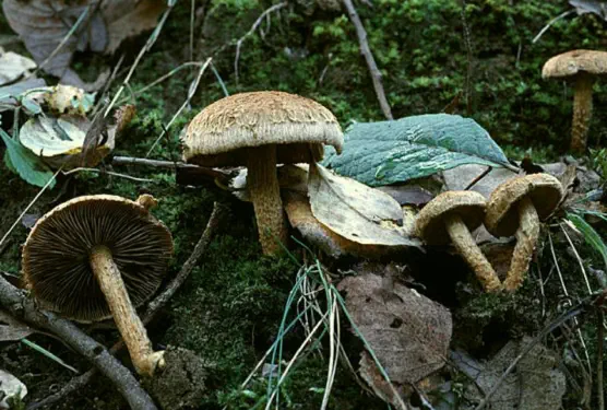 Inocybe dulcamara (inocybe doux-amer)