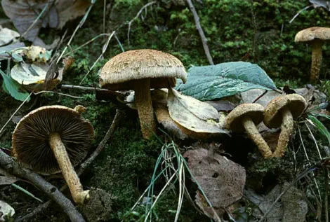 Inocybe dulcamara (inocybe doux-amer)