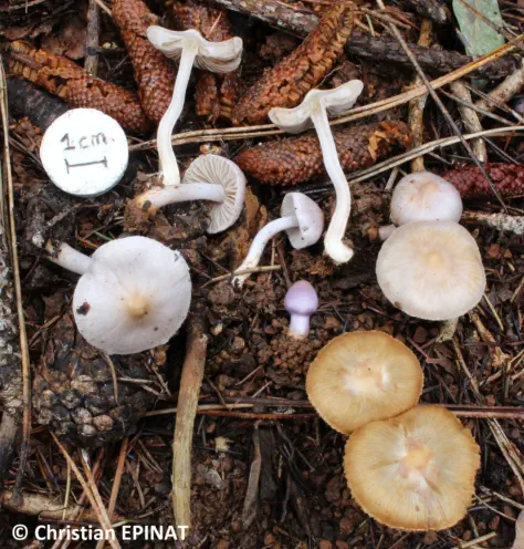 Inocybe geophylla var. lilacina récolté sur la commune de Lussan (30)