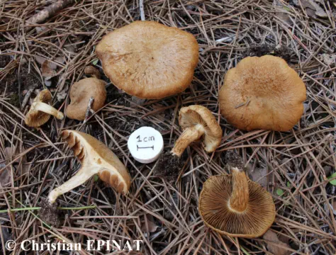 Inocybe heimii (Photo C. Epinat )