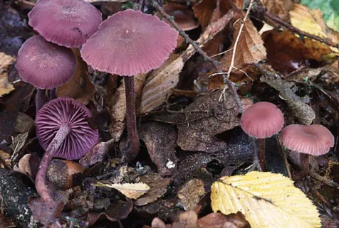 Laccaria amethystina (laccaire améthyste)