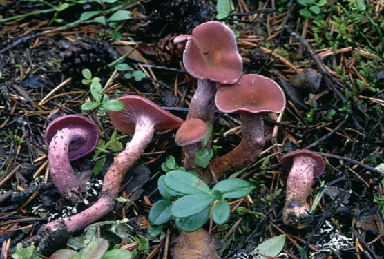 Laccaria bicolor (laccaire bicolore)