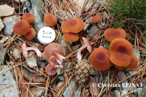 Laccaria laccata récolté sur la commune de St Martin de Boubaux (48)