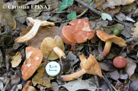 Lactarius atlanticus (Photo C. Epinat )