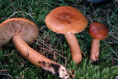 Lactarius aurantiacus (lactaire orange)