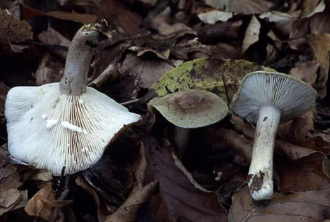 Lactarius blennius (lactaire muqueux)