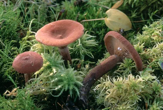 Lactarius camphoratus (lactaire camphré)