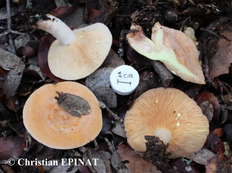 Lactarius chrysorrheus