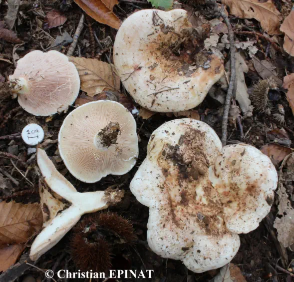 Lactarius controversus récolté sur la commune des Salles du Gardon (30)
