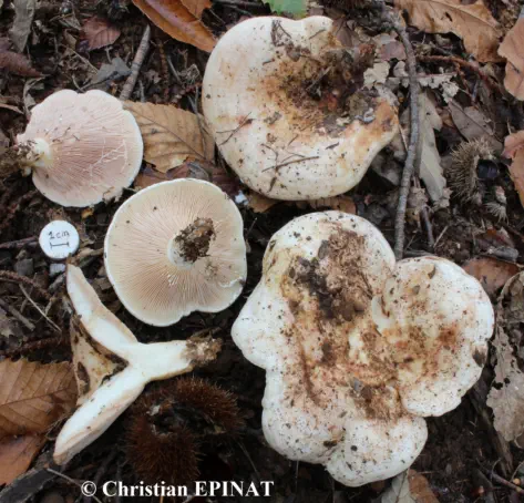 Lactarius controversus récolté sur la commune des Salles du Gardon (30)