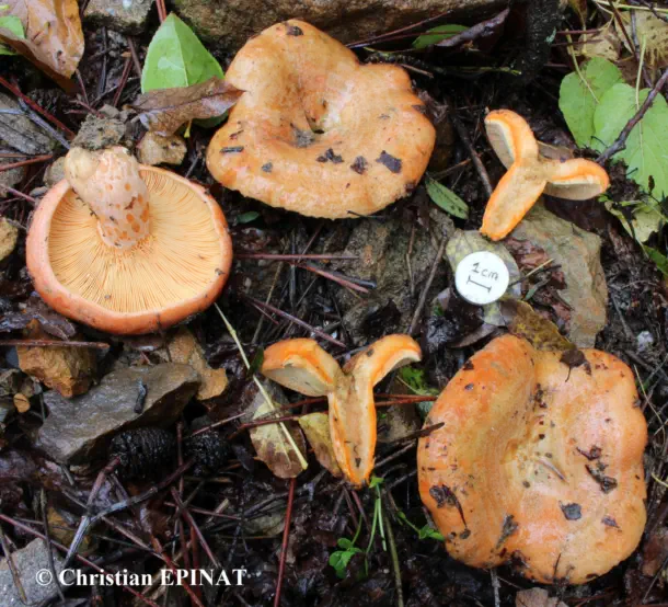 Lactarius deliciosus