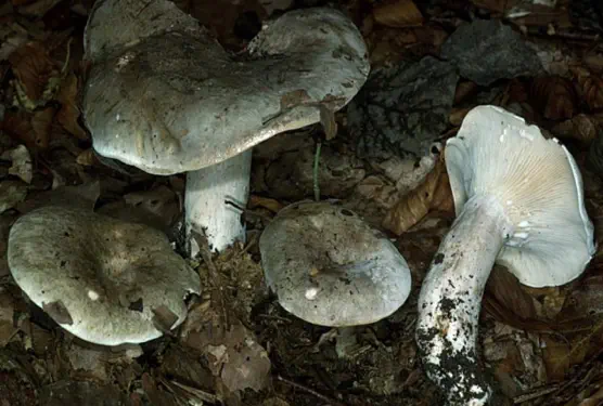 Lactarius fleuns (lactaire coulant ou "pisse-lait")