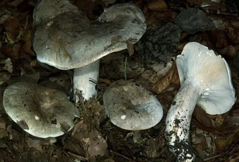 Lactarius fleuns (lactaire coulant ou "pisse-lait")