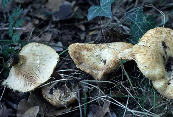 Lactarius mairei (lactaire de Maire ou lactaire à poil ras)