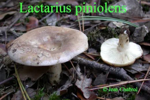 Lactarius piniolens récolté sur la commune de Tornac (30)