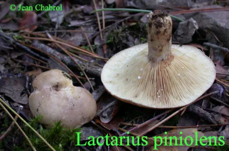 Lactarius piniolens récolté sur la commune de Tornac (30)