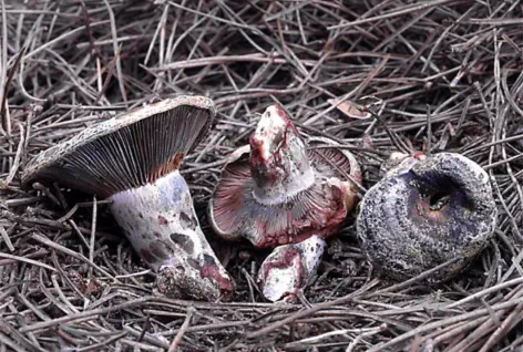 Lactarius sanguifluus ( = Lactarius vinosus)