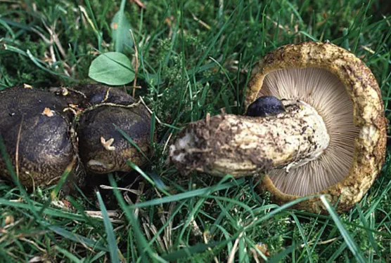 Lactarius turpis (lactaire plombé)