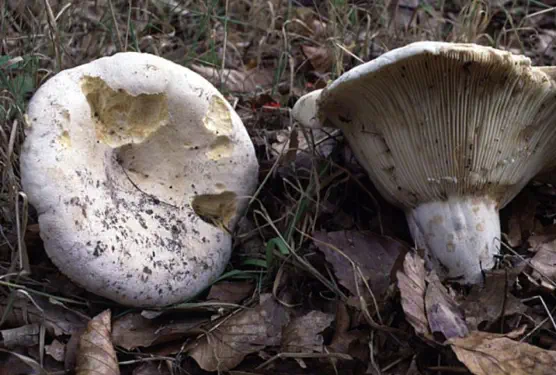 Lactarius vellereus (lactaire velouté)