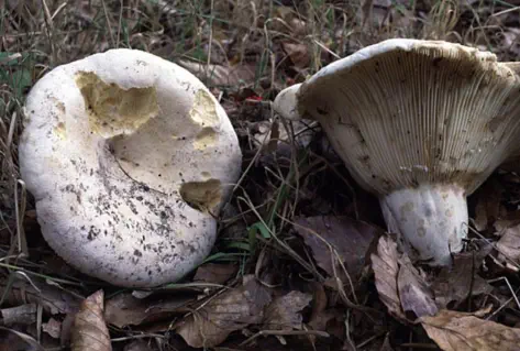 Lactarius vellereus (lactaire velouté)