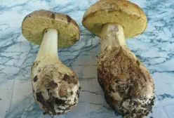 Leccinellum lepidum