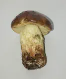 Leccinellum lepidum