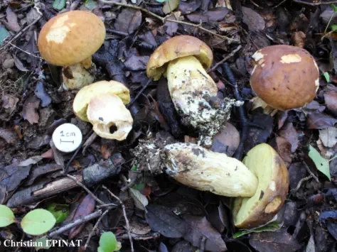 Leccinellum lepidum