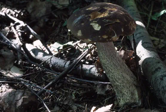 Leccinum scabrum (bolet rude)
