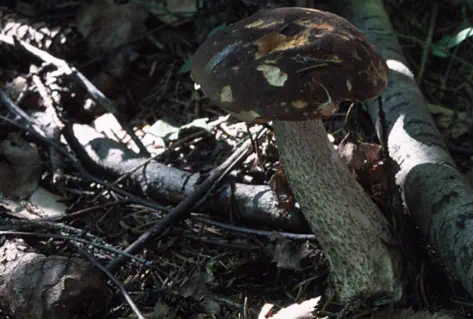 Leccinum scabrum (bolet rude)