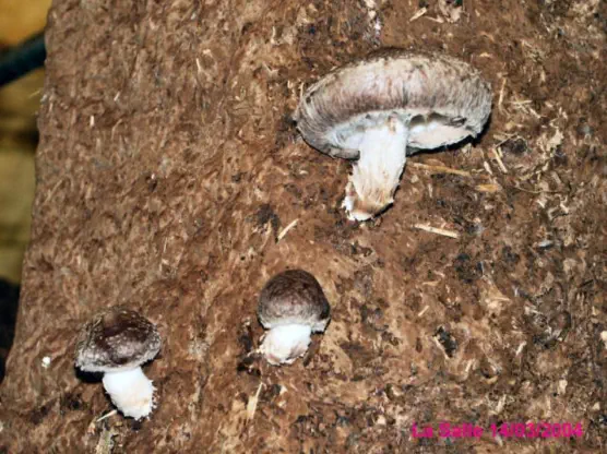 Lentinula edodes (lentin comestible ou shii-take)